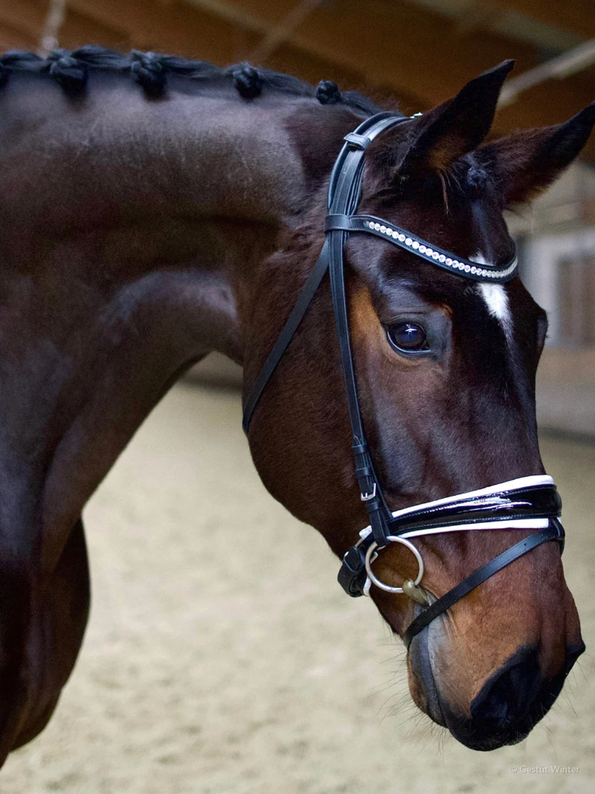 Close-up of a groomed bay dressage horse wearing a bridle at Gestüt Winter