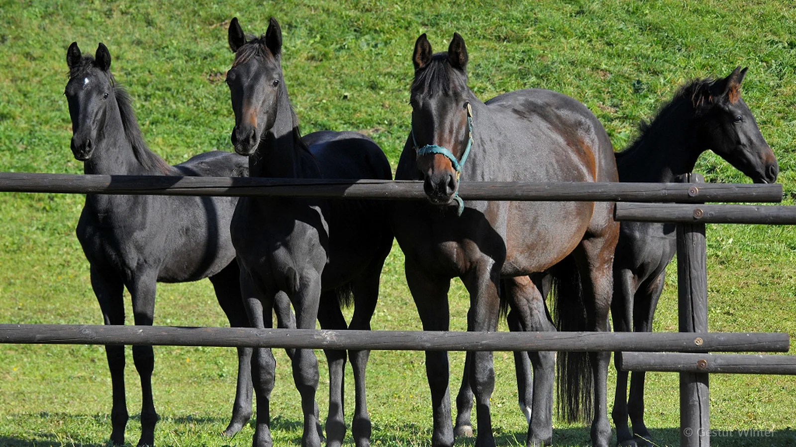 Four young horses standing together behind a wooden fence in a green paddock at Gestüt Winter